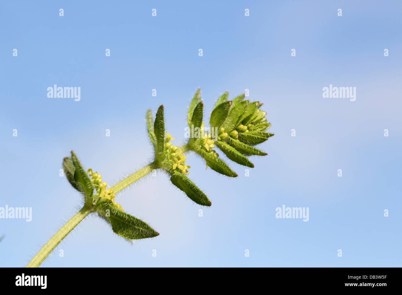 Crosswort; Cruciata laevipes; Shetland; UK Stock Photo
