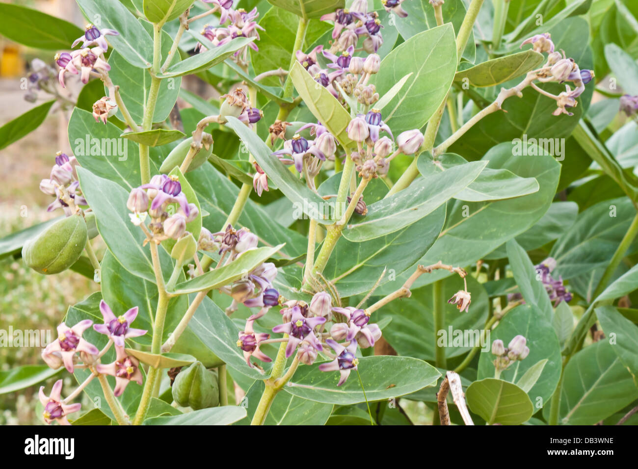 Crown flower hires stock photography and images Alamy
