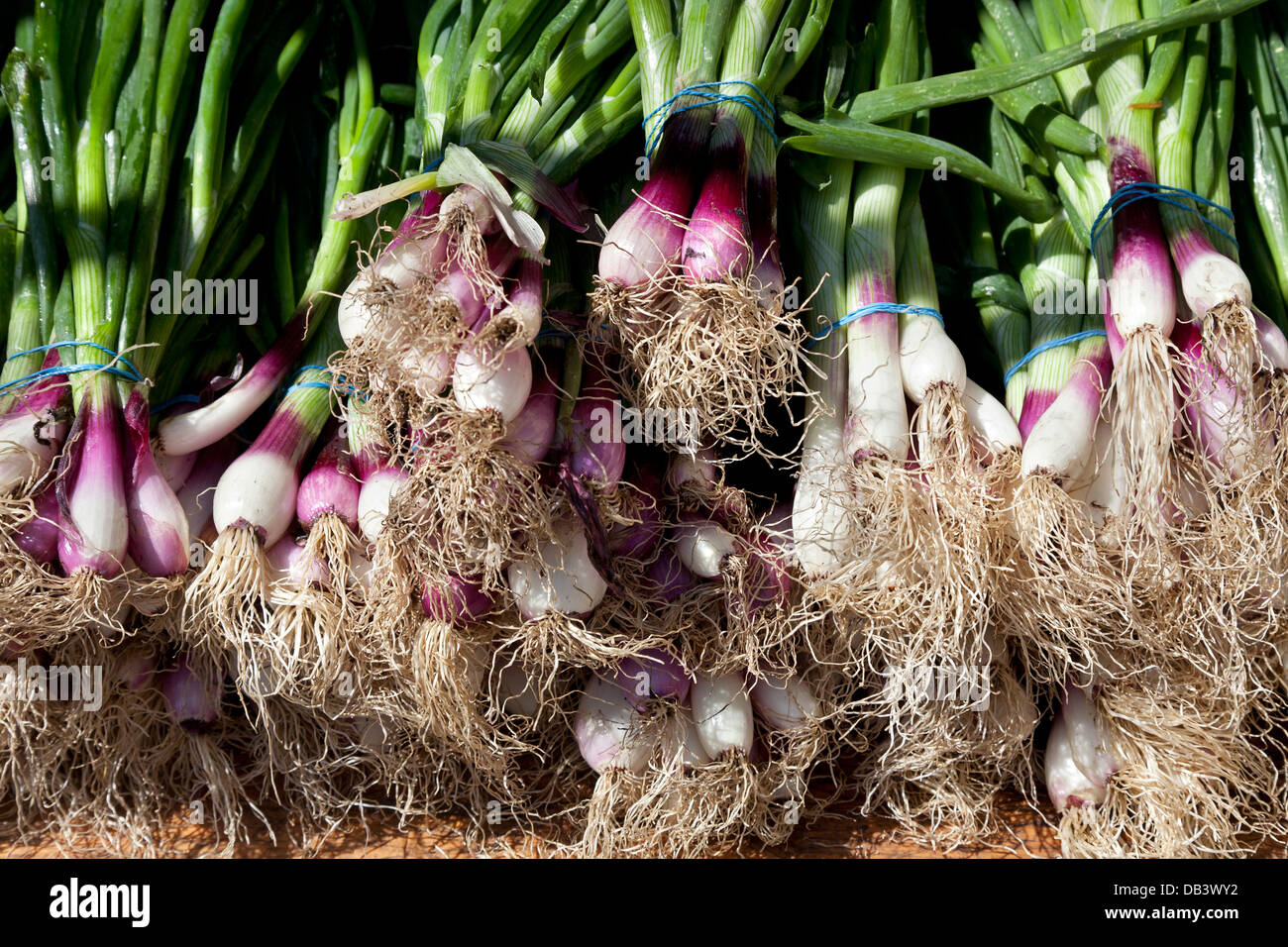 Fresh red spring onions for sale on Union Square greenmarket Stock Photo