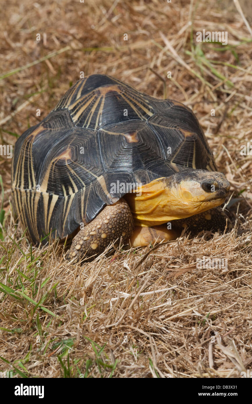 Radiated Tortoise (Astrochelys radiata). Showing typical star-like markings on the carapace, of each scute, thus the name. Stock Photo
