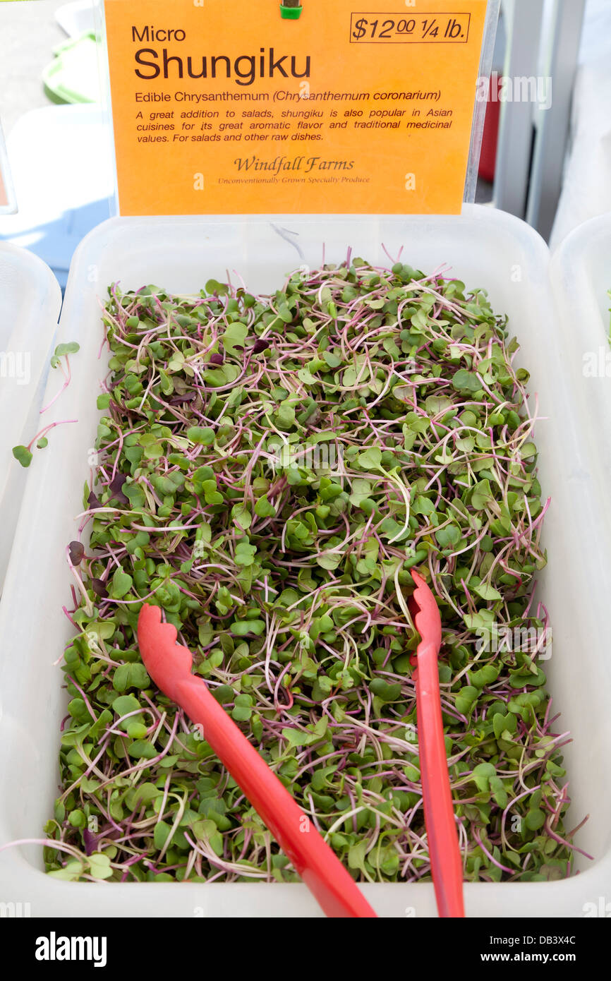 Shungiku sprouts for sale on Union Square greenmarket, New York City