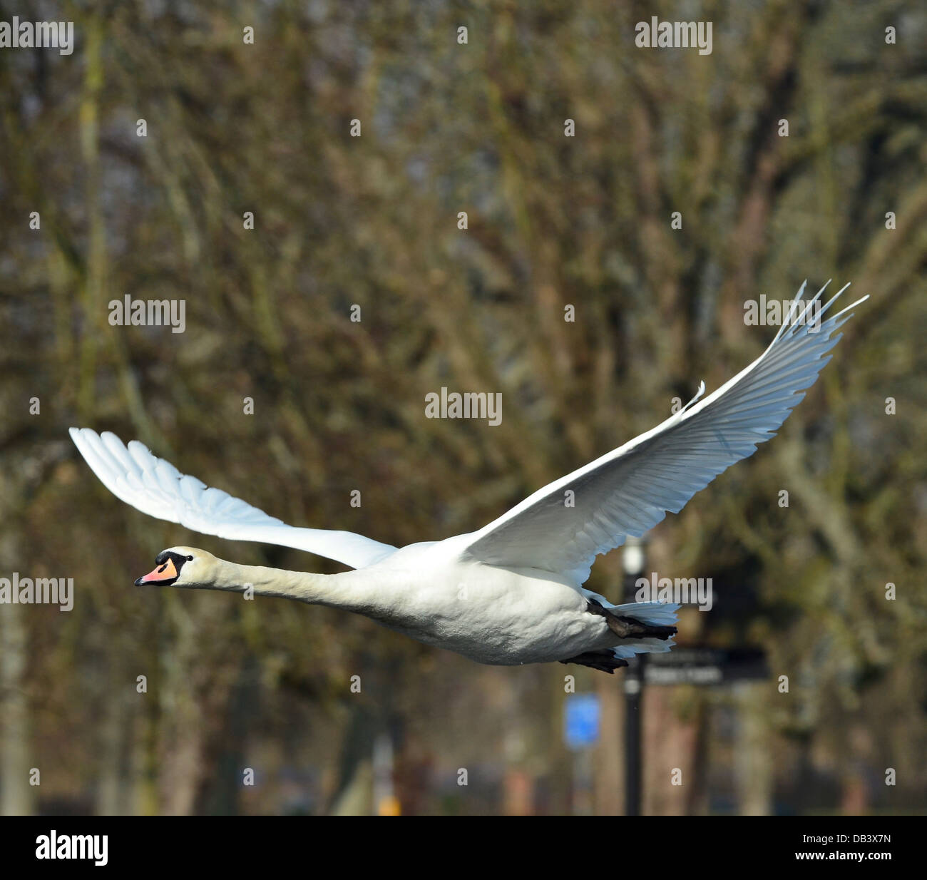 Mute Swan in Flight Stock Photo