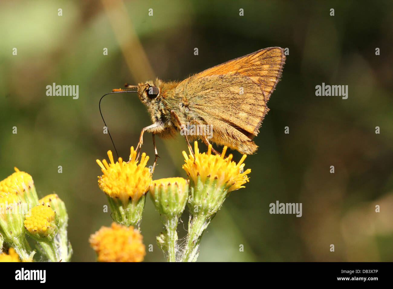 Macro close-up of a  Large Skipper butterfly (Ochlodes sylvanus) foraging on a yellow flower Stock Photo