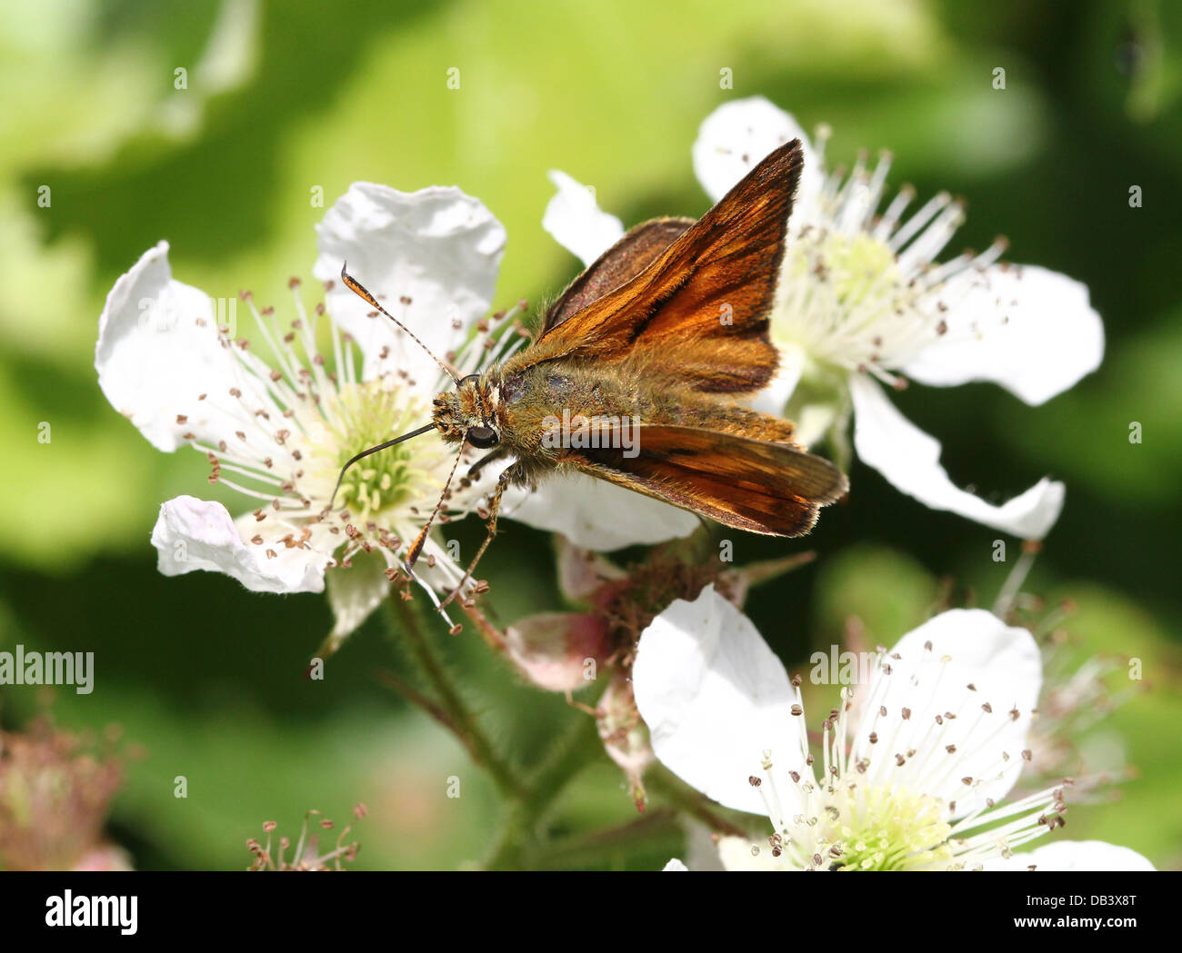Macro close-up of a  male Large Skipper butterfly (Ochlodes sylvanus) foraging on a blackberry  flower Stock Photo