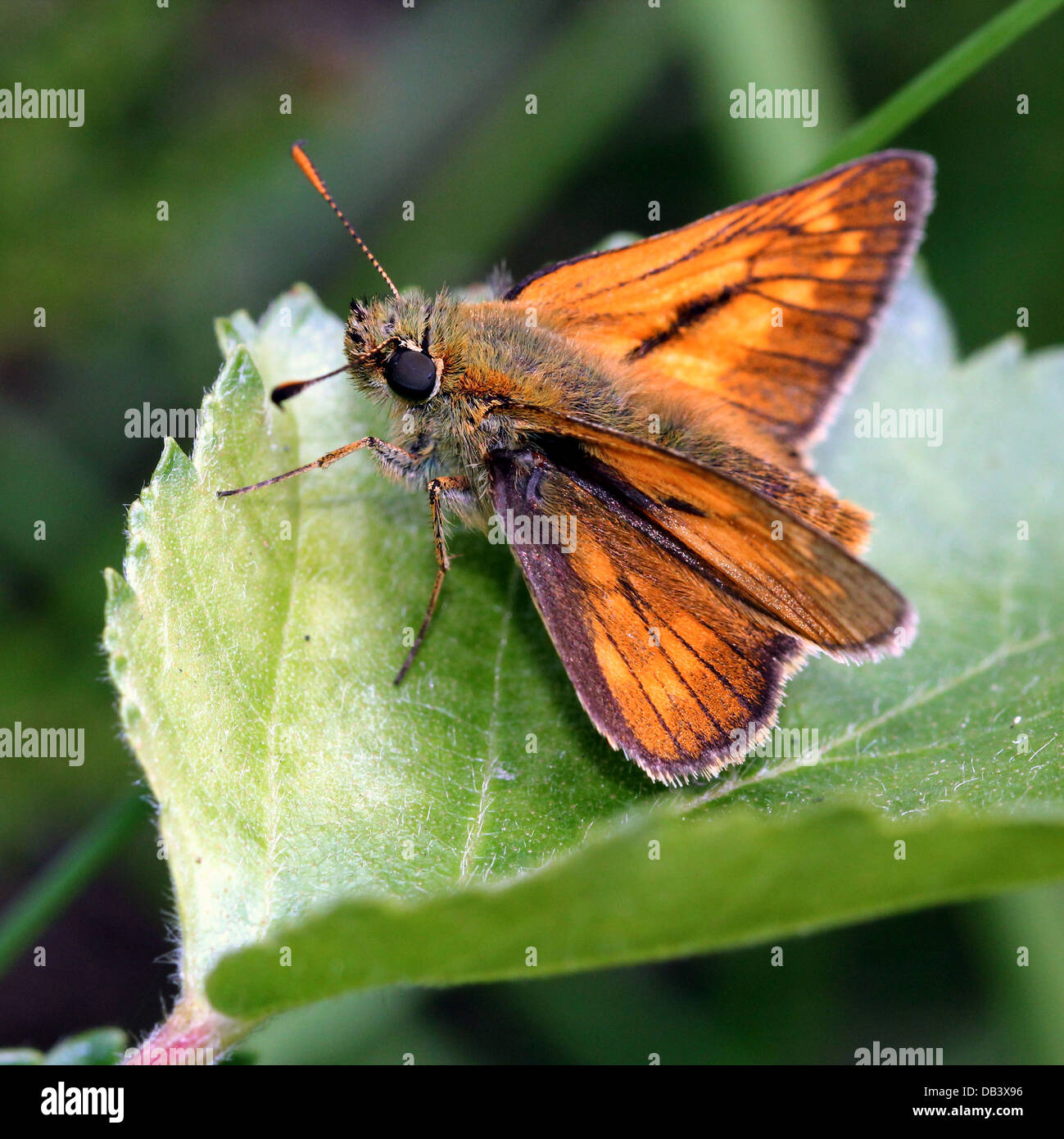 Macro close-up of the brownish Large Skipper butterfly (Ochlodes sylvanus) Stock Photo