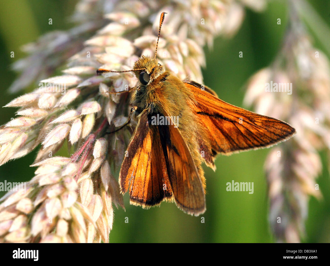 Macro close-up of the brownish  Large Skipper butterfly (Ochlodes sylvanus) Stock Photo