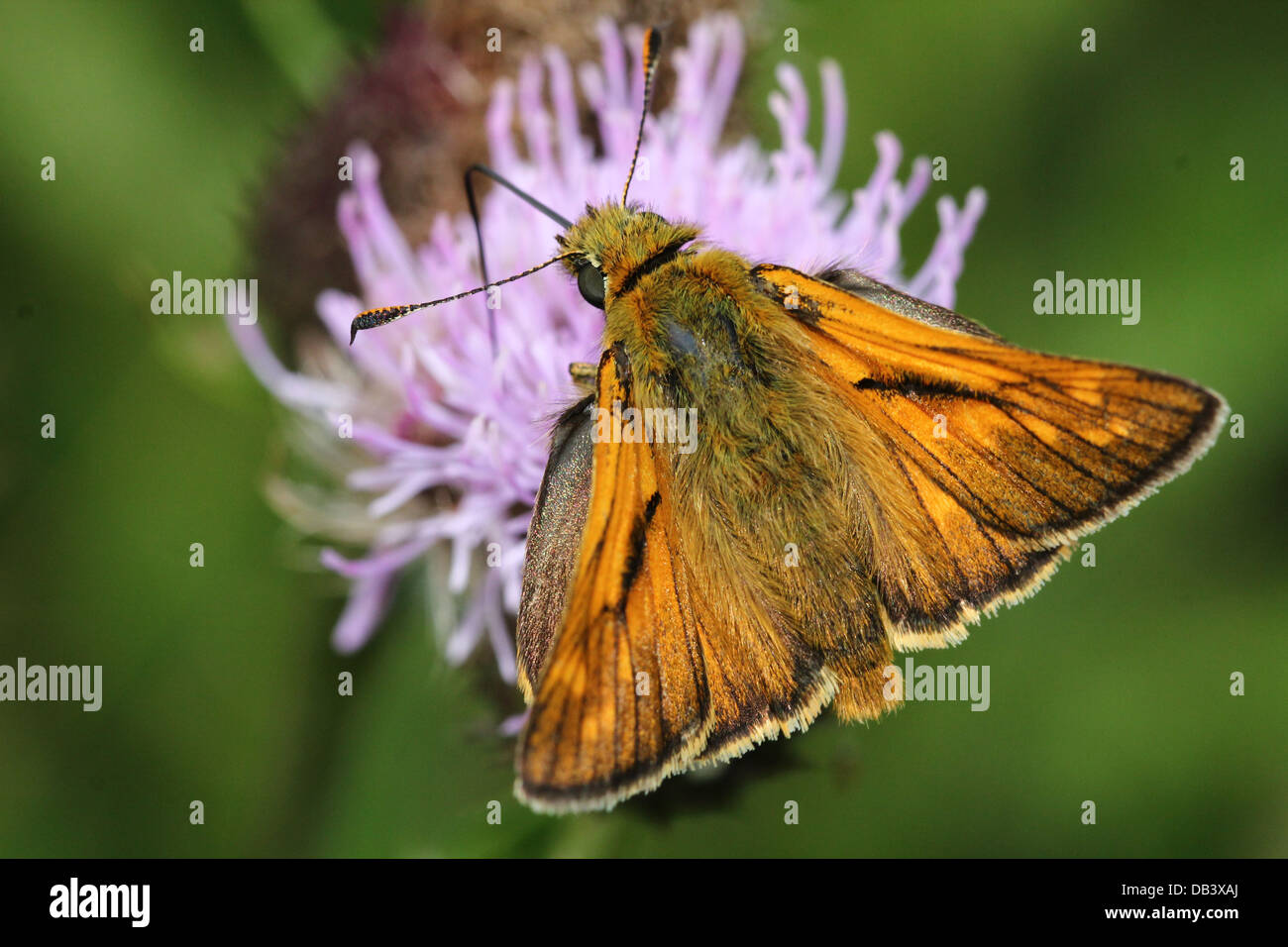 Macro close-up of a  male Large Skipper butterfly (Ochlodes sylvanus) foraging on a thistle flower Stock Photo
