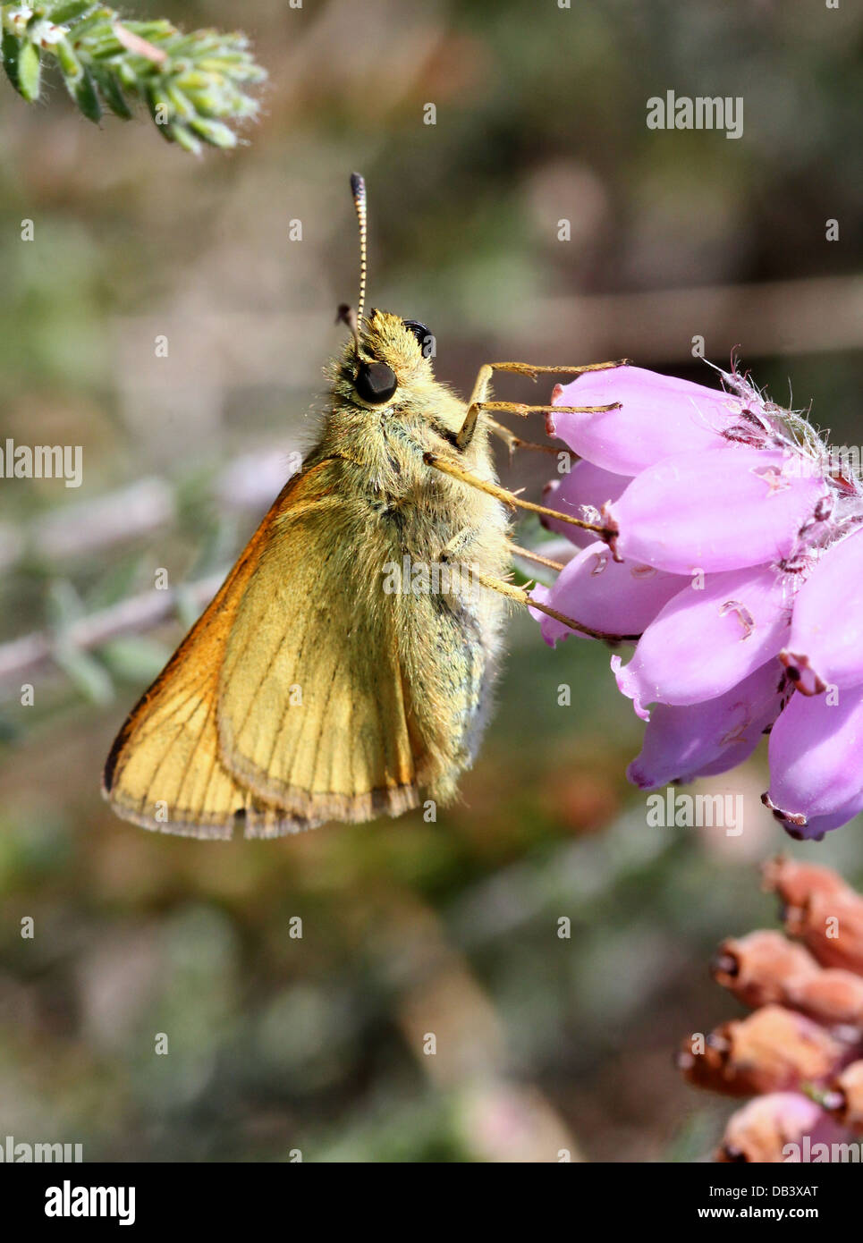 Macro close-up of the brownish  Large Skipper butterfly (Ochlodes sylvanus) foraging on cross-leaved heath Stock Photo