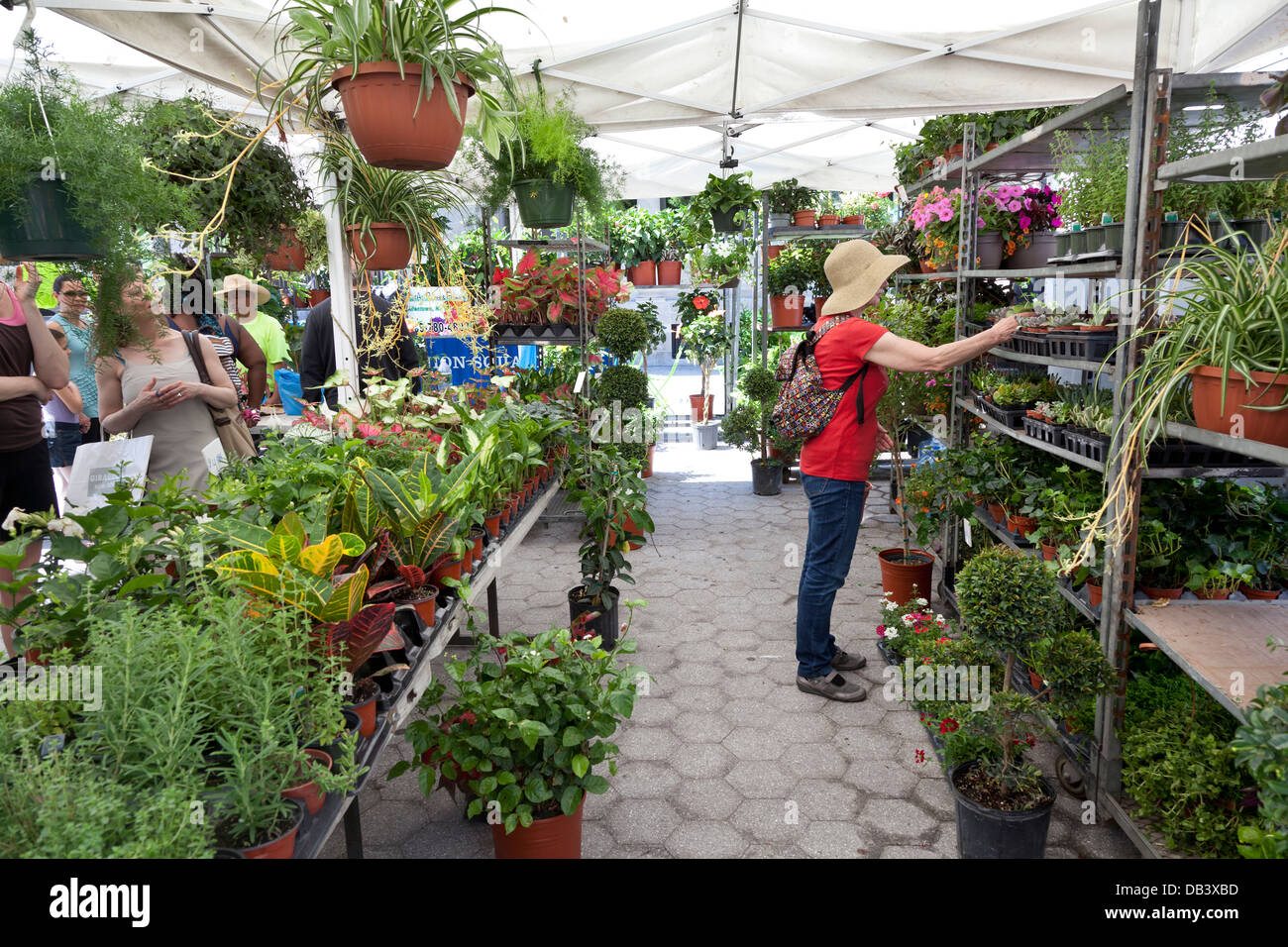Plants for sale on Union Square greenmarket, New York City Stock Photo
