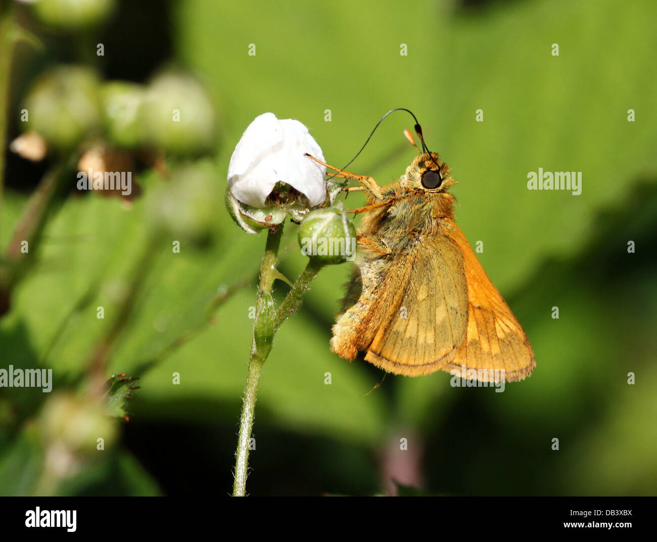 Macro close-up of a  Large Skipper butterfly (Ochlodes sylvanus) foraging on a white flower Stock Photo