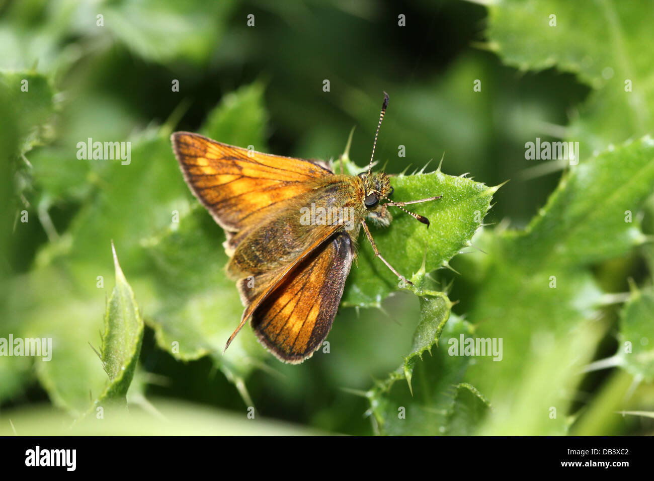 Macro close-up a female Large Skipper butterfly (Ochlodes sylvanus) Stock Photo