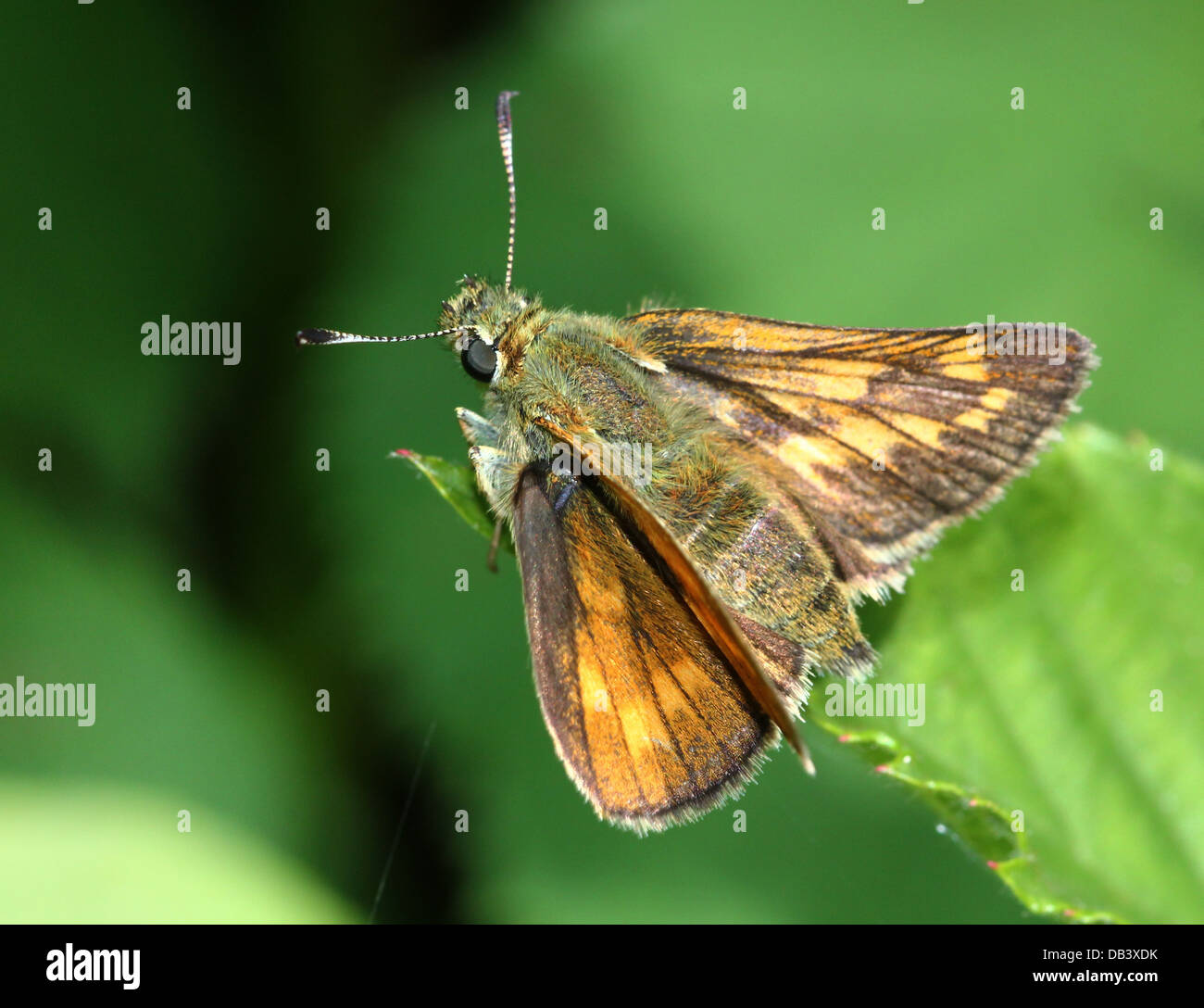 Macro close-up of a female brownish  Large Skipper butterfly (Ochlodes sylvanus) Stock Photo