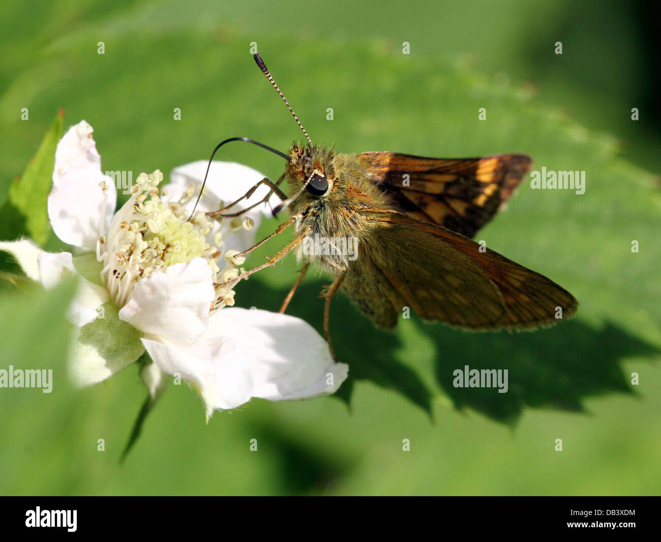 Macro close-up of the brownish Large Skipper butterfly (Ochlodes sylvanus) foraging on a blackberry flower Stock Photo