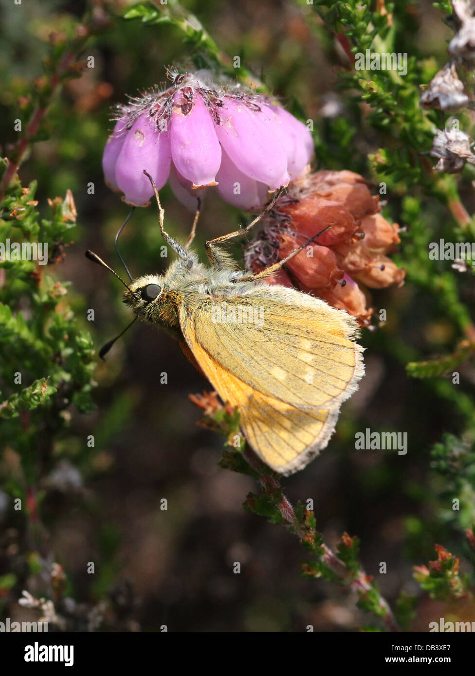 Macro close-up of a   Large Skipper butterfly (Ochlodes sylvanus) foraging on cross-leaved heath Stock Photo