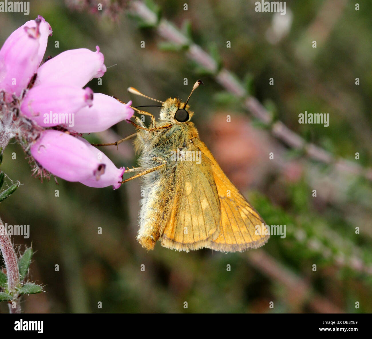 Macro close-up of a Large Skipper butterfly (Ochlodes sylvanus) foraging on cross-leaved heath Stock Photo