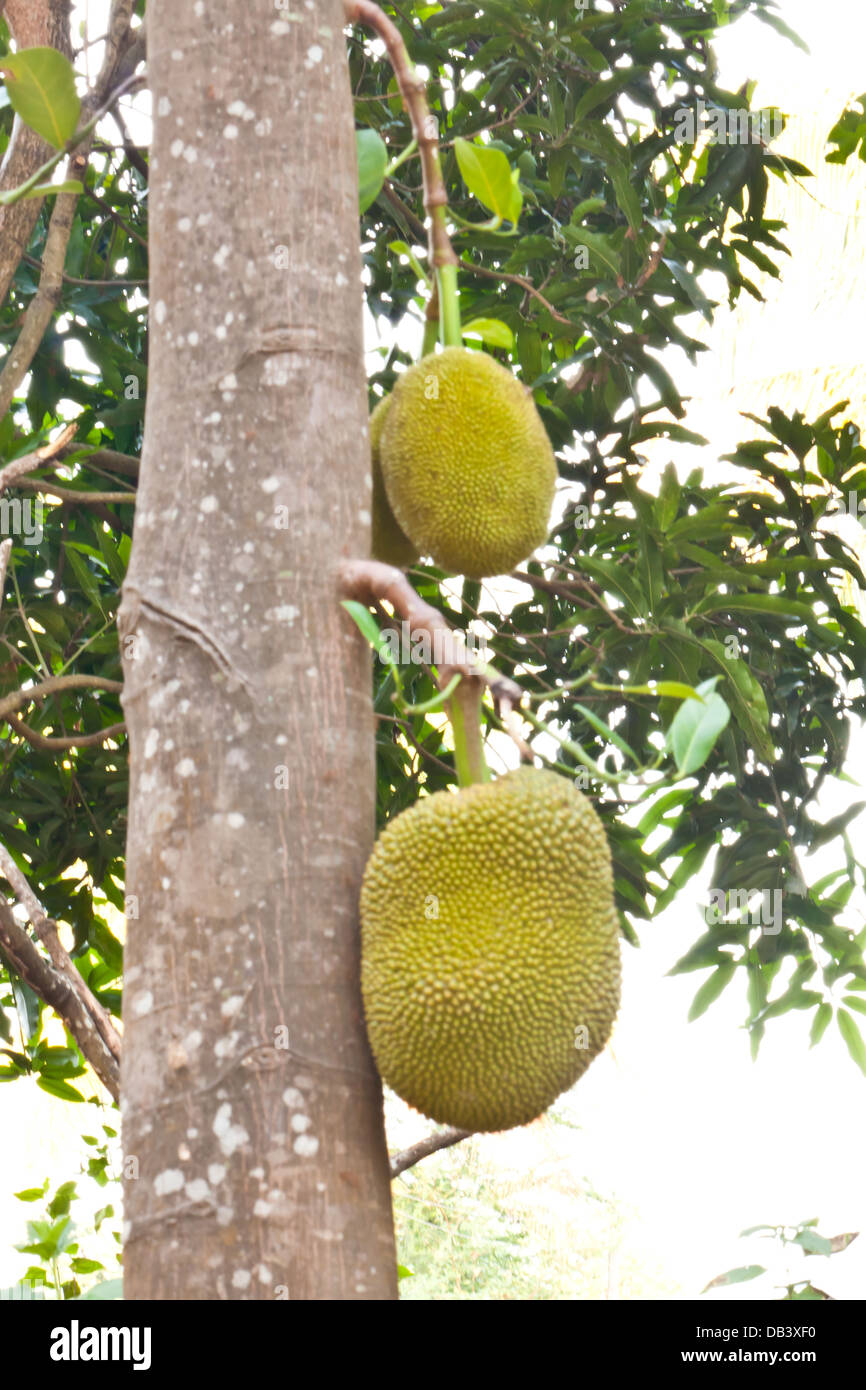 Jeck hi-res stock photography and images - Alamy