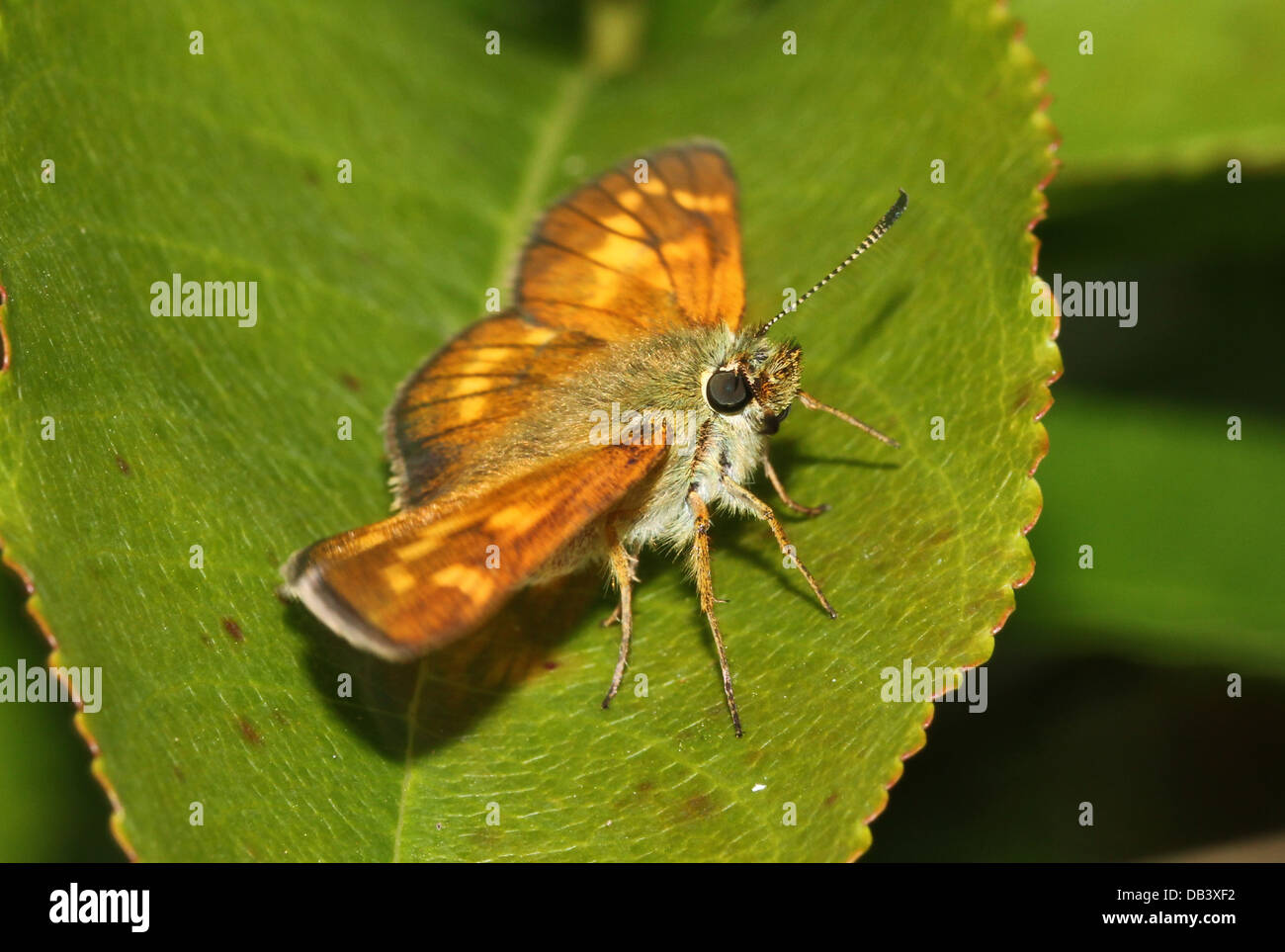 Macro close-up of the brownish  Large Skipper butterfly (Ochlodes sylvanus) Stock Photo