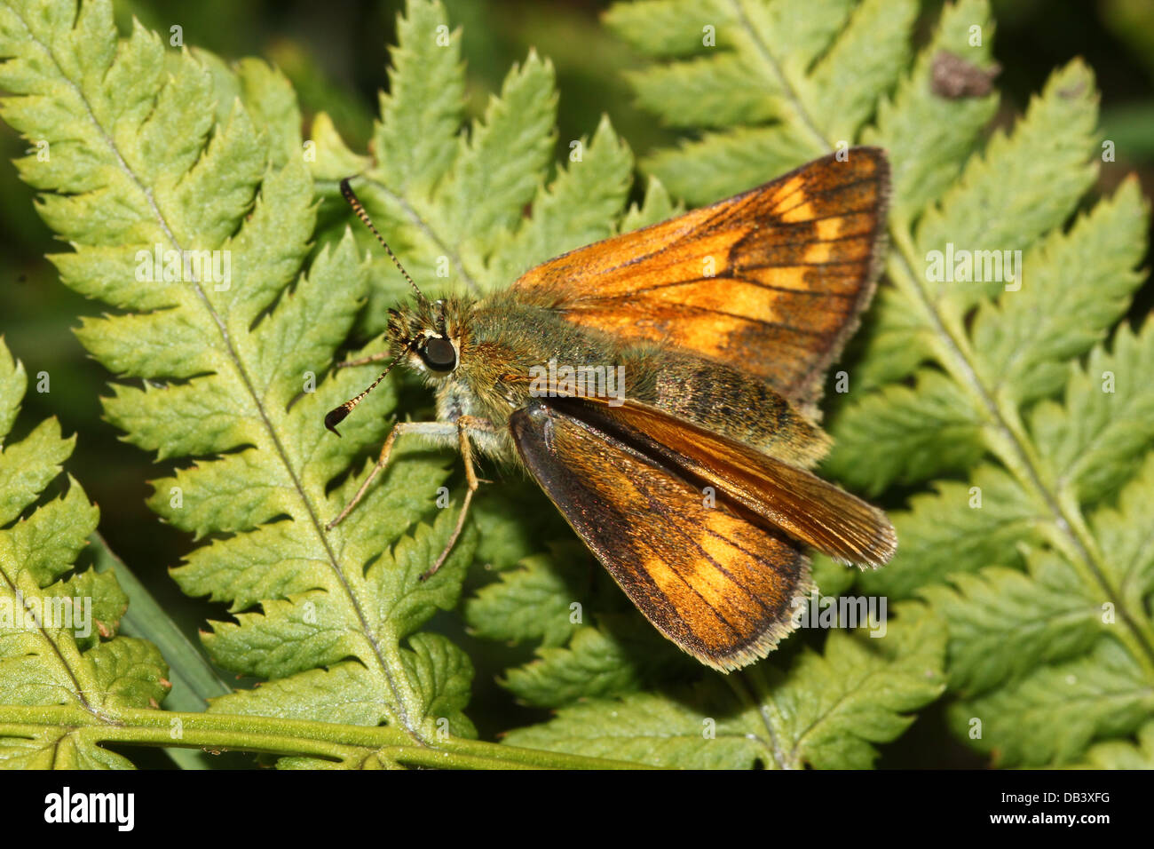 Macro close-up of  a female brownish  Large Skipper butterfly (Ochlodes sylvanus) posing on a fern Stock Photo