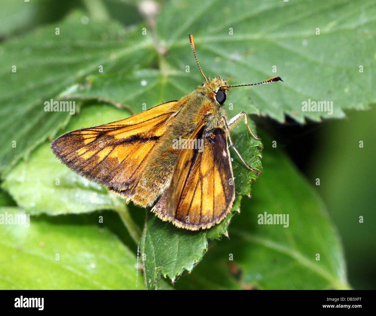 Macro close-up of the brownish  Large Skipper butterfly (Ochlodes sylvanus) Stock Photo