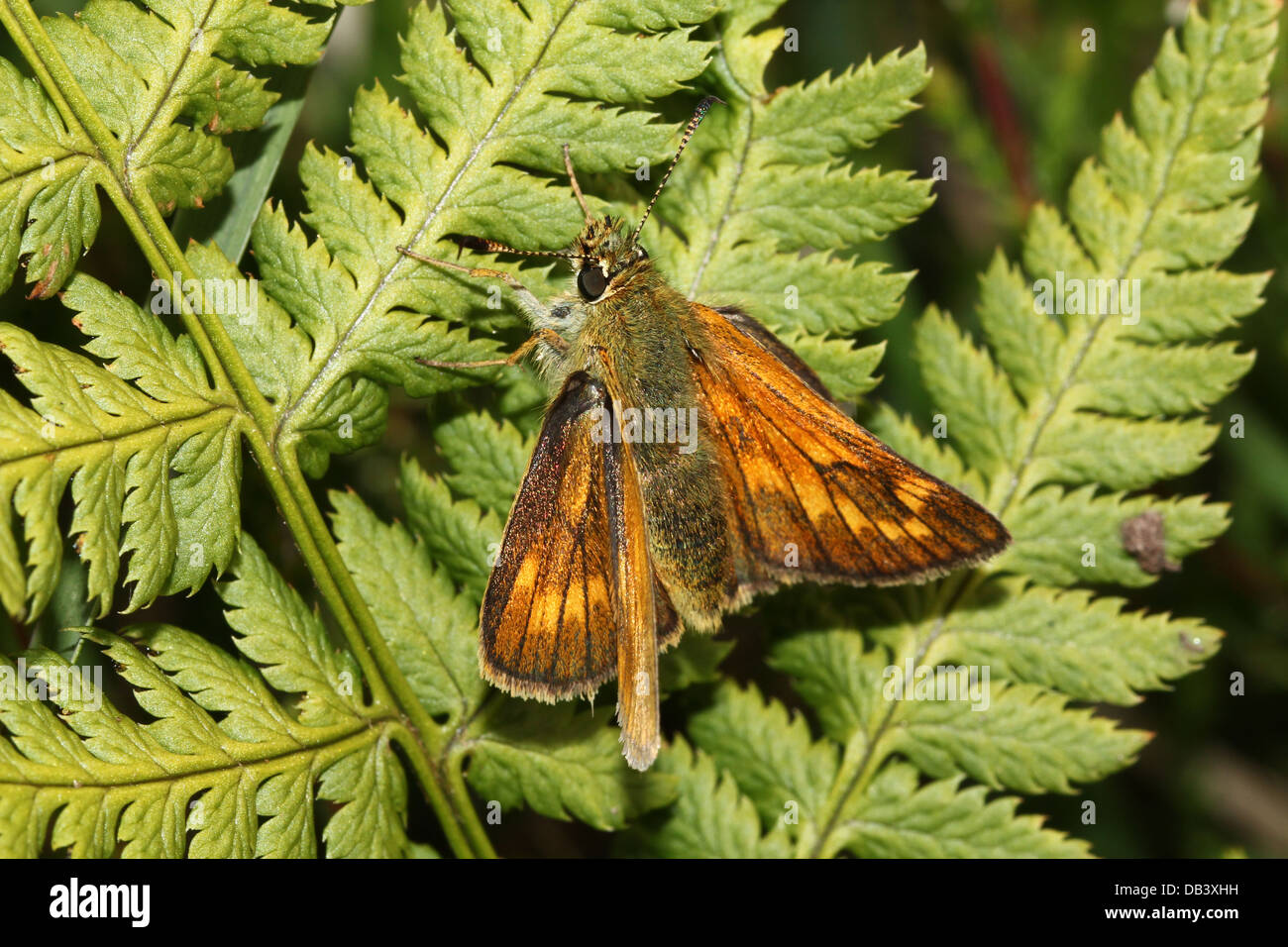 Macro close-up of  a female brownish  Large Skipper butterfly (Ochlodes sylvanus) posing on a fern Stock Photo
