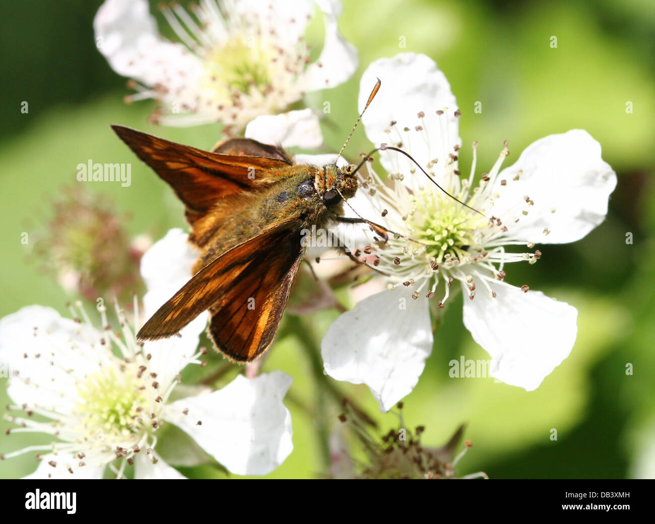 Macro close-up of a  male Large Skipper butterfly (Ochlodes sylvanus) foraging on a blackberry  flower Stock Photo