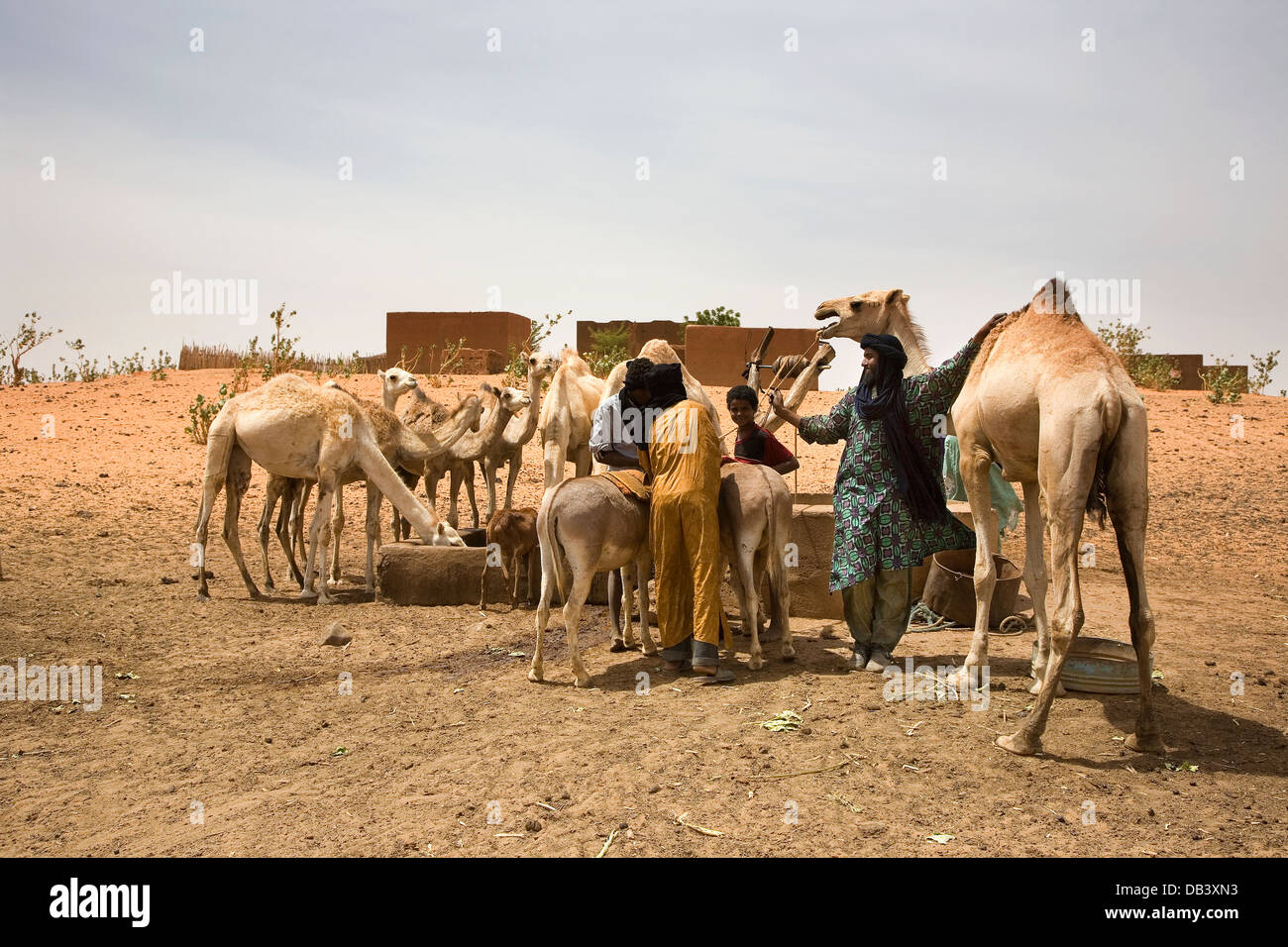 Tuareg herdsmen in village compound preparing to saddle up camel to help pull water up from a well for animals to drink, NE Mali Stock Photo