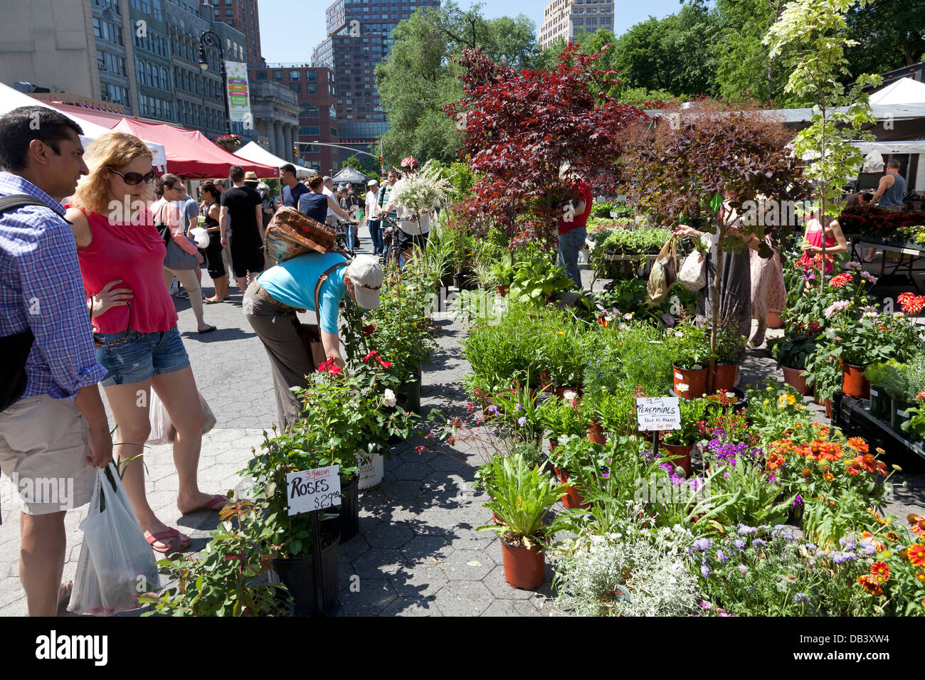 Plants for sale on Union Square greenmarket, New York City Stock Photo