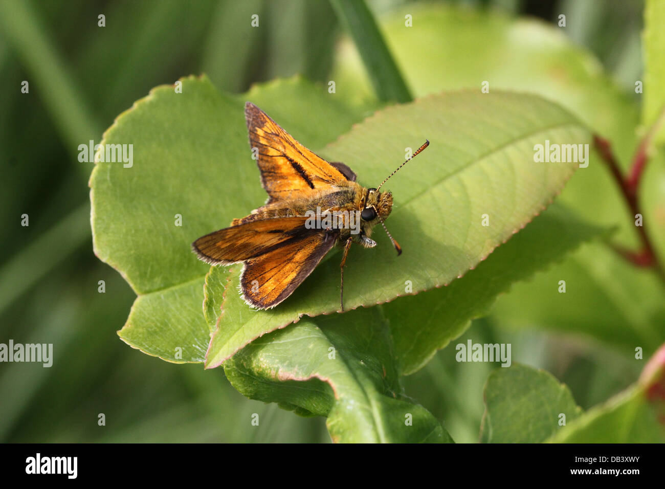 Macro close-up of a male brownish Large Skipper butterfly (Ochlodes sylvanus) posing on a leaf Stock Photo