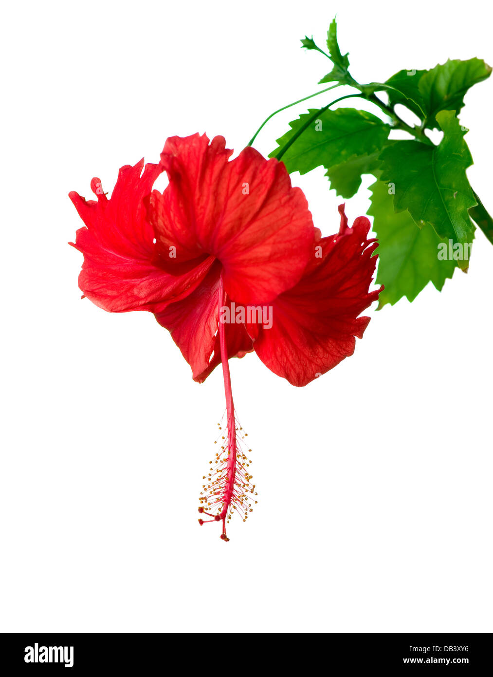 Hibiscus tree flowers hi-res stock photography and images - Alamy