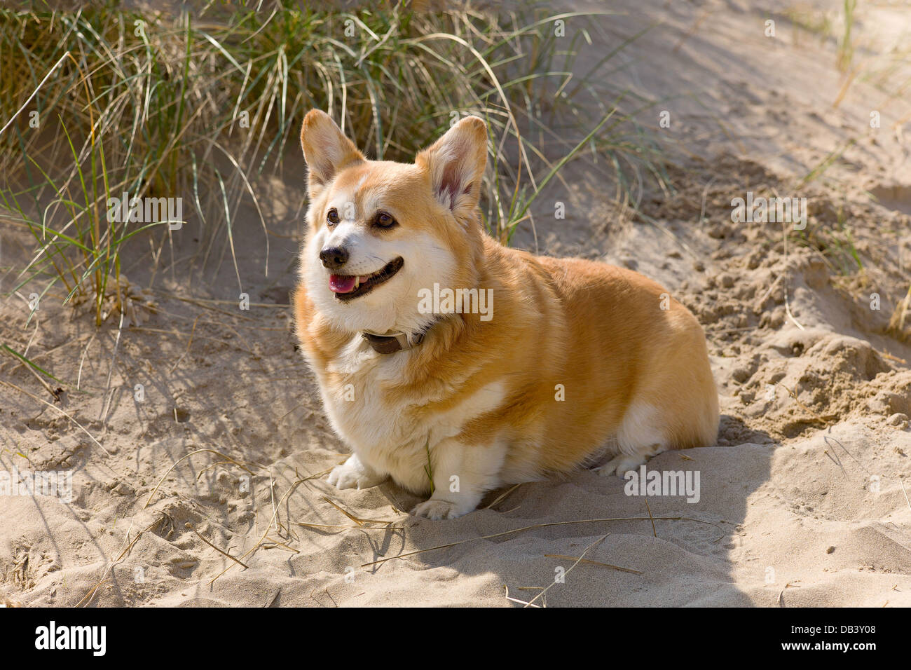 A pedigree Pembroke corgi sitting in sand dunes, looking alert, a happy outlook, ears pricked up, nice tan and white marking Stock Photo