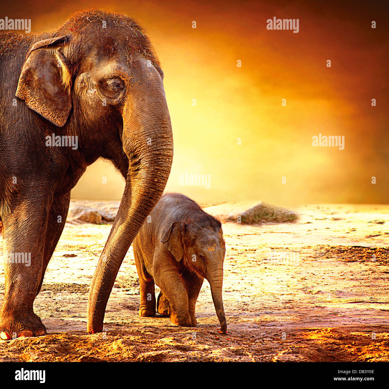 Elephant Mother and Baby outdoors Stock Photo - Alamy
