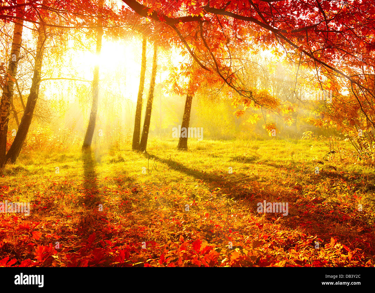 Autumnal Park. Autumn Trees and Leaves. Fall Stock Photo