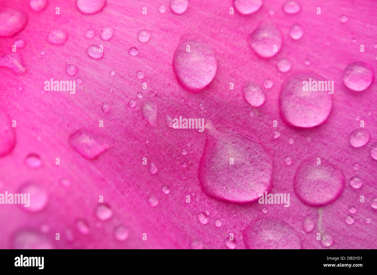 Rain drops on Pink Flower Petal Stock Photo