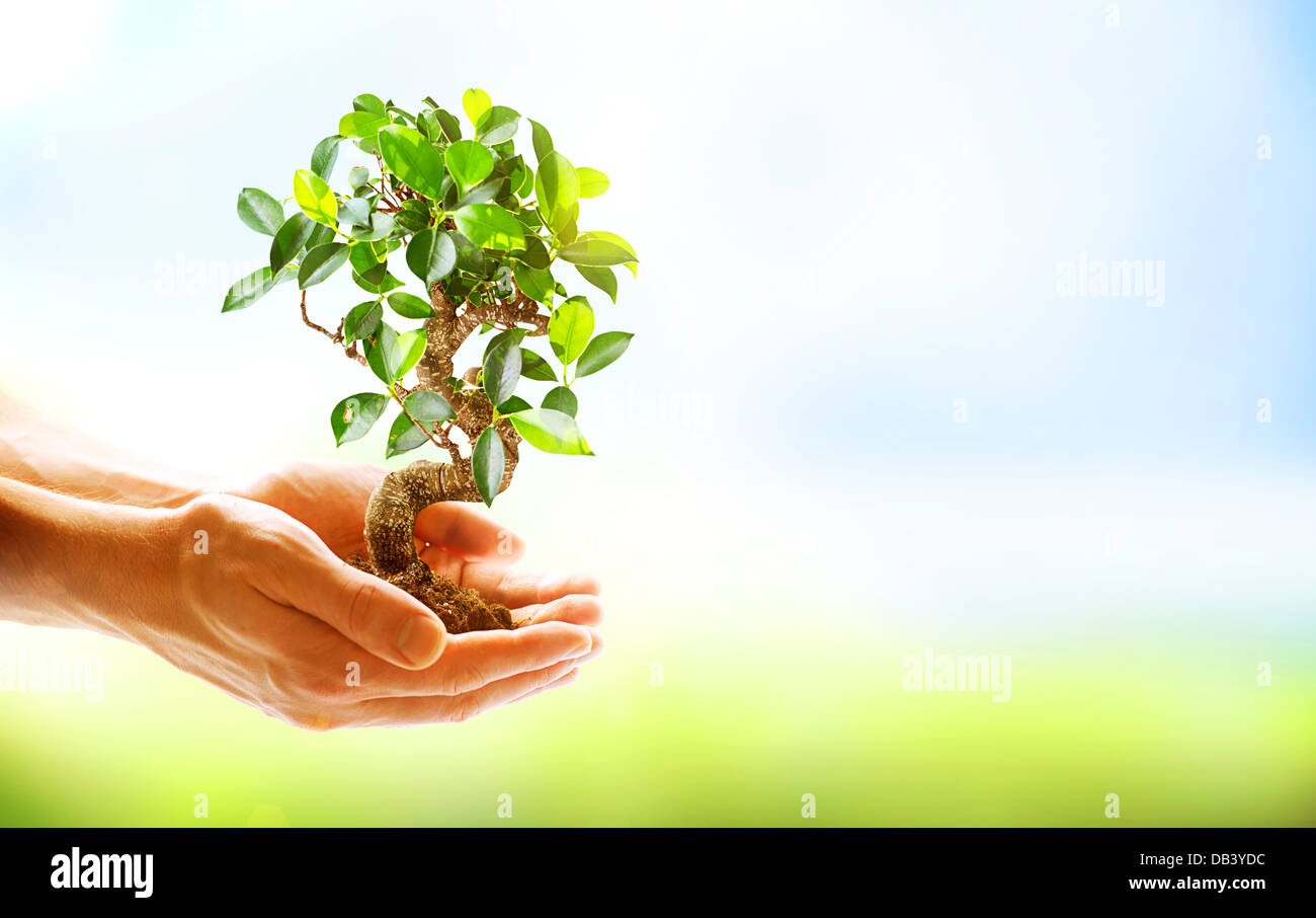 Human Hands Holding Green Plant Over Nature Background Stock Photo