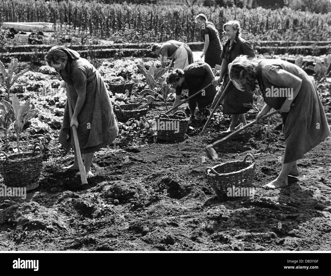 agriculture, harvest, harvesting potatoes, 1950s, , Additional-Rights-Clearences-Not Available Stock Photo