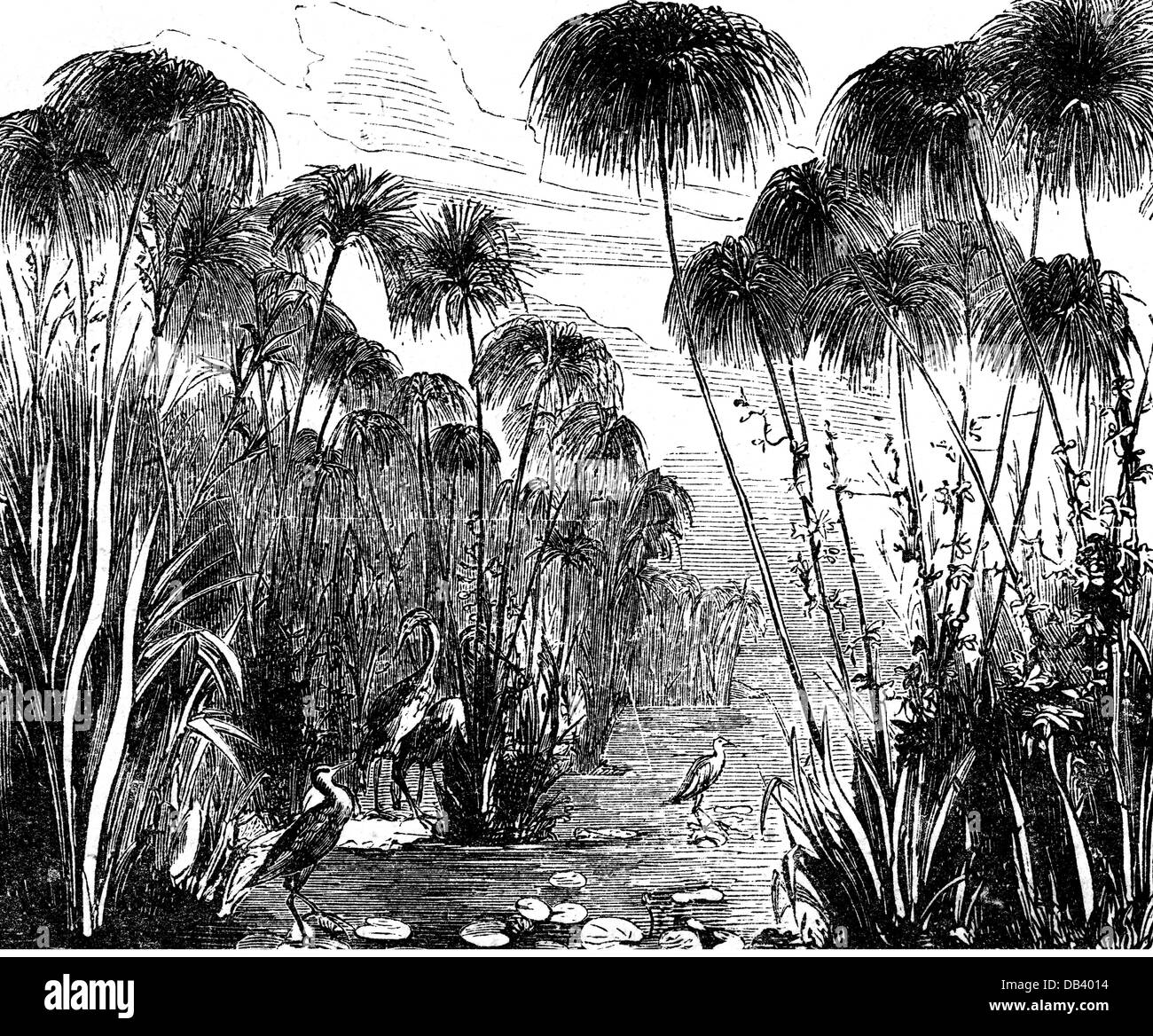 geography / travel, Egypt, landscapes, landscape on the lower Nile with papyrus, wood engraving, 19th century, botany, Cyperus Papyrus, river, water, plant, plants, North Africa, Middle East, Orient, nature, historic, historical, Additional-Rights-Clearences-Not Available Stock Photo