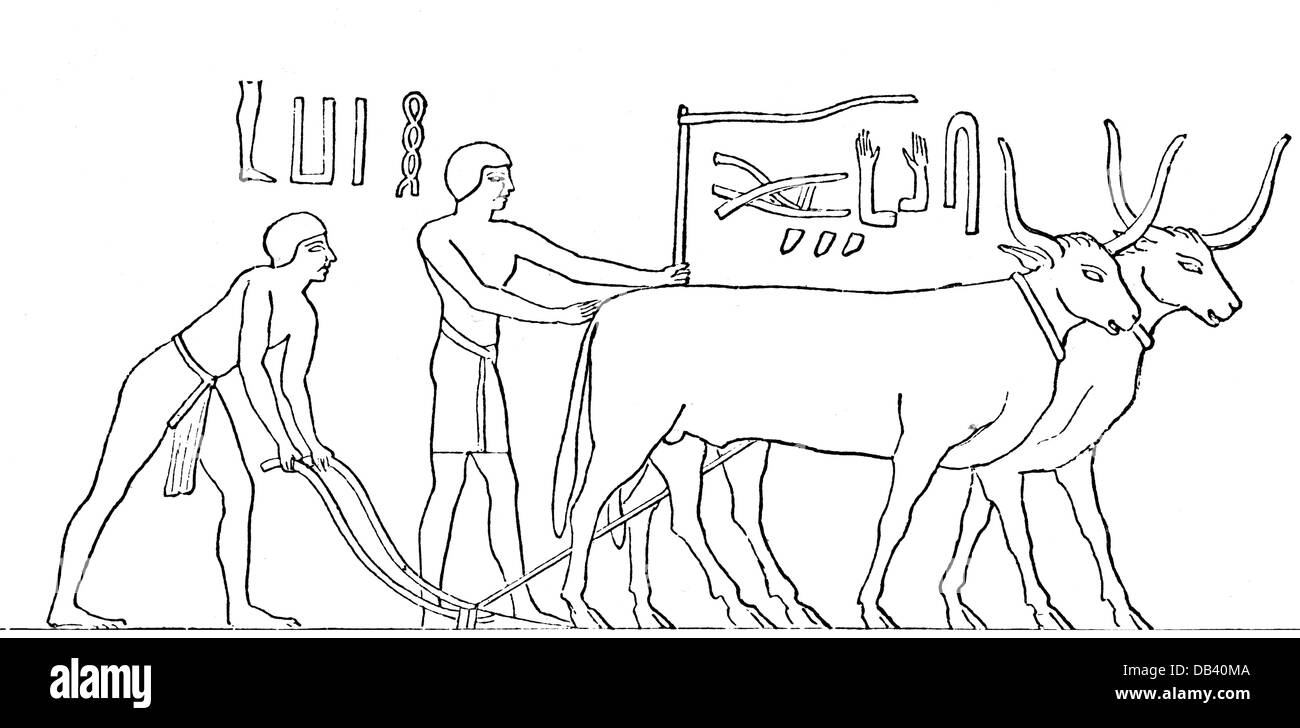 agriculture, agricultural work, plowing, plough drawn by oxen, drawing, 19th century, after relief, necropolis of Memphis, Egypt, circa 2000 BC, prehistory, prehistoric times, Middle Kingdom of Egypt, span of oxen, team of oxen, cattle, animal, animals, farmer, farmers, plough, plow, ploughs, plows, plough, plow, ploughing, plowing, field work, fieldwork, field, fields, working, work, labouring, laboring, labour, labor, labour, labor, people, men, man, historic, historical, clipping, clippings, cut-out, cut-outs, ancient world, Additional-Rights-Clearences-Not Available Stock Photo