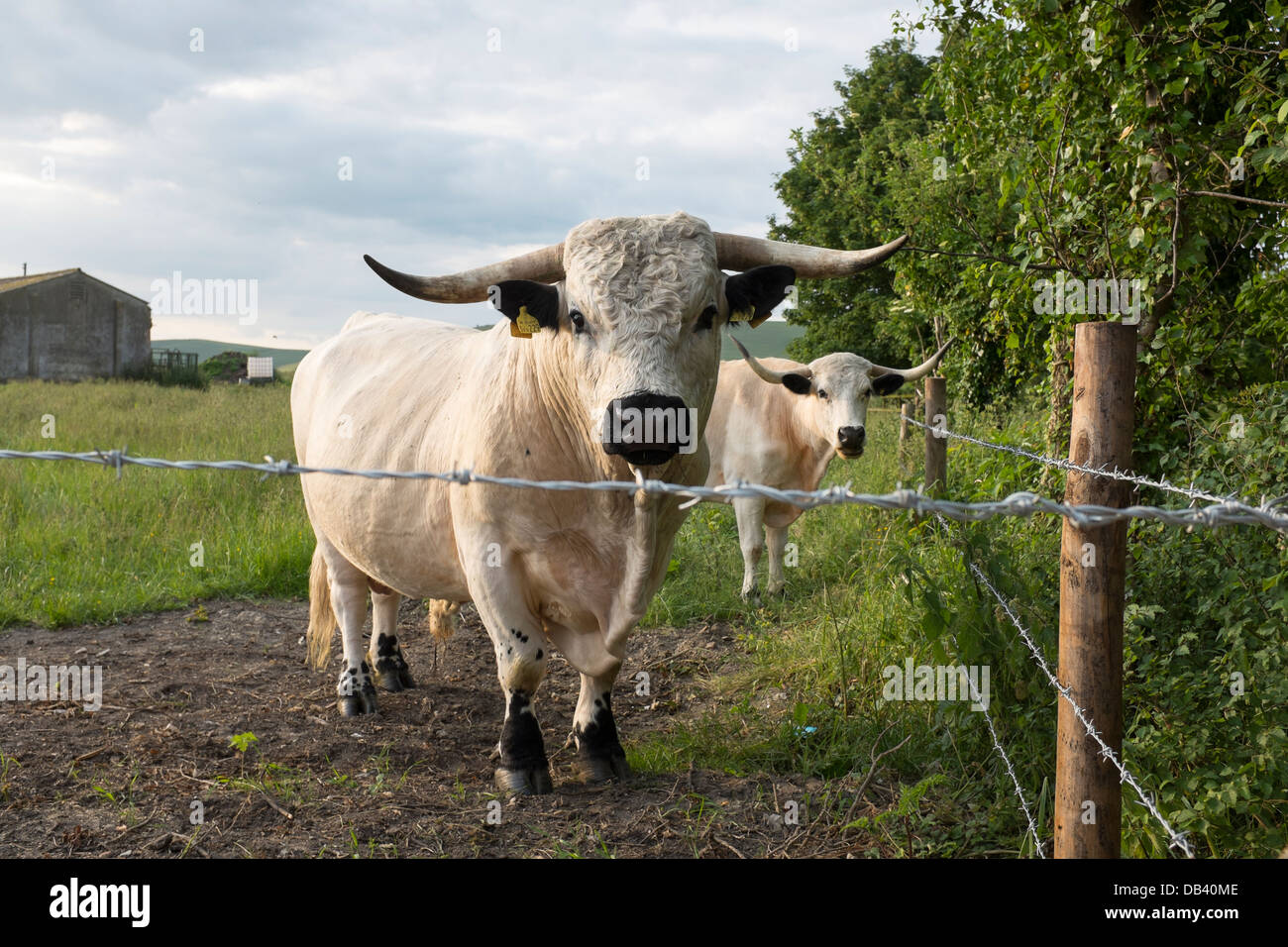 Long Horned Cattle Stock Photo