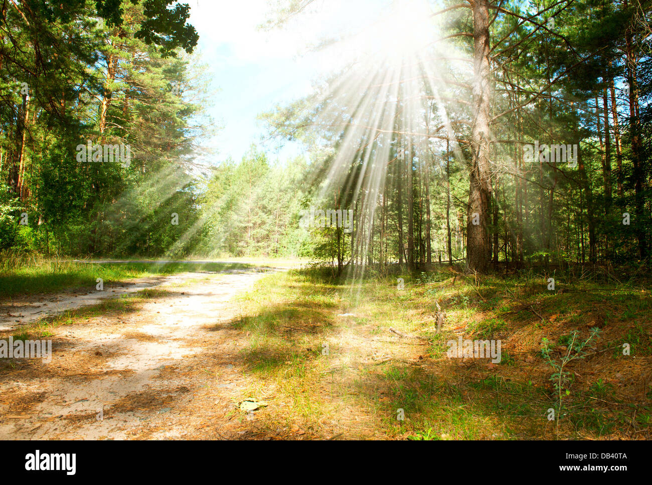 Beautiful sunbeams in pine forest hi-res stock photography and images ...