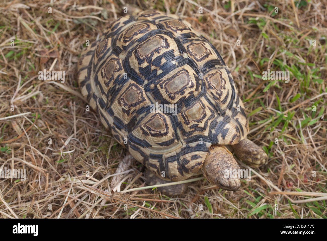 Leopard Tortoise (Geochelone pardalis). Carapace showing disruptive pattern of markings which break up and camouflage shell. Stock Photo