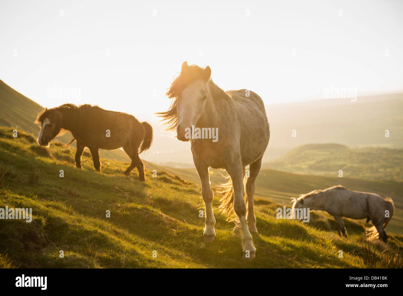 Wild Welsh Mountain Pony near Hay Bluff, Black Mountains, Brecon Beacons national park, Wales Stock Photo