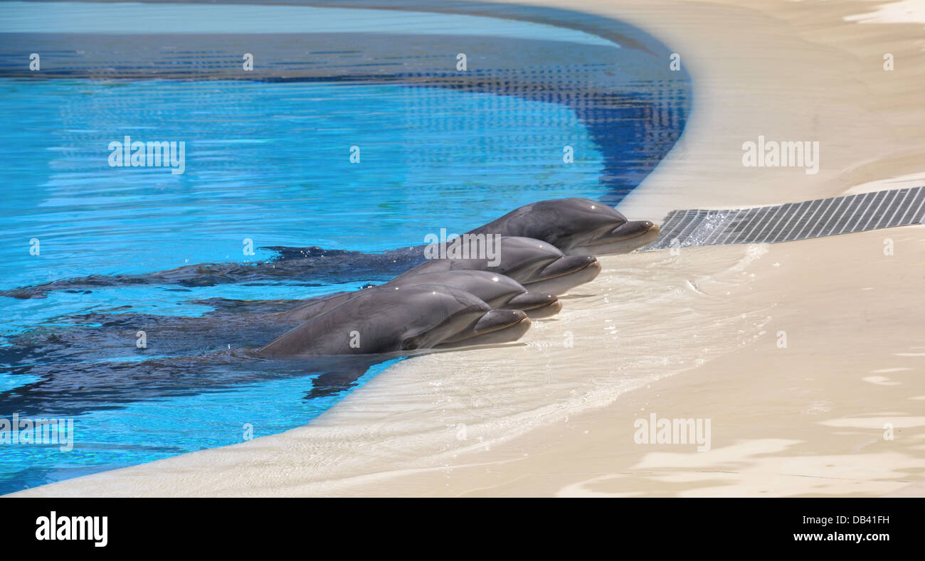 Four Dolphins resting their heads on edge of pool Stock Photo