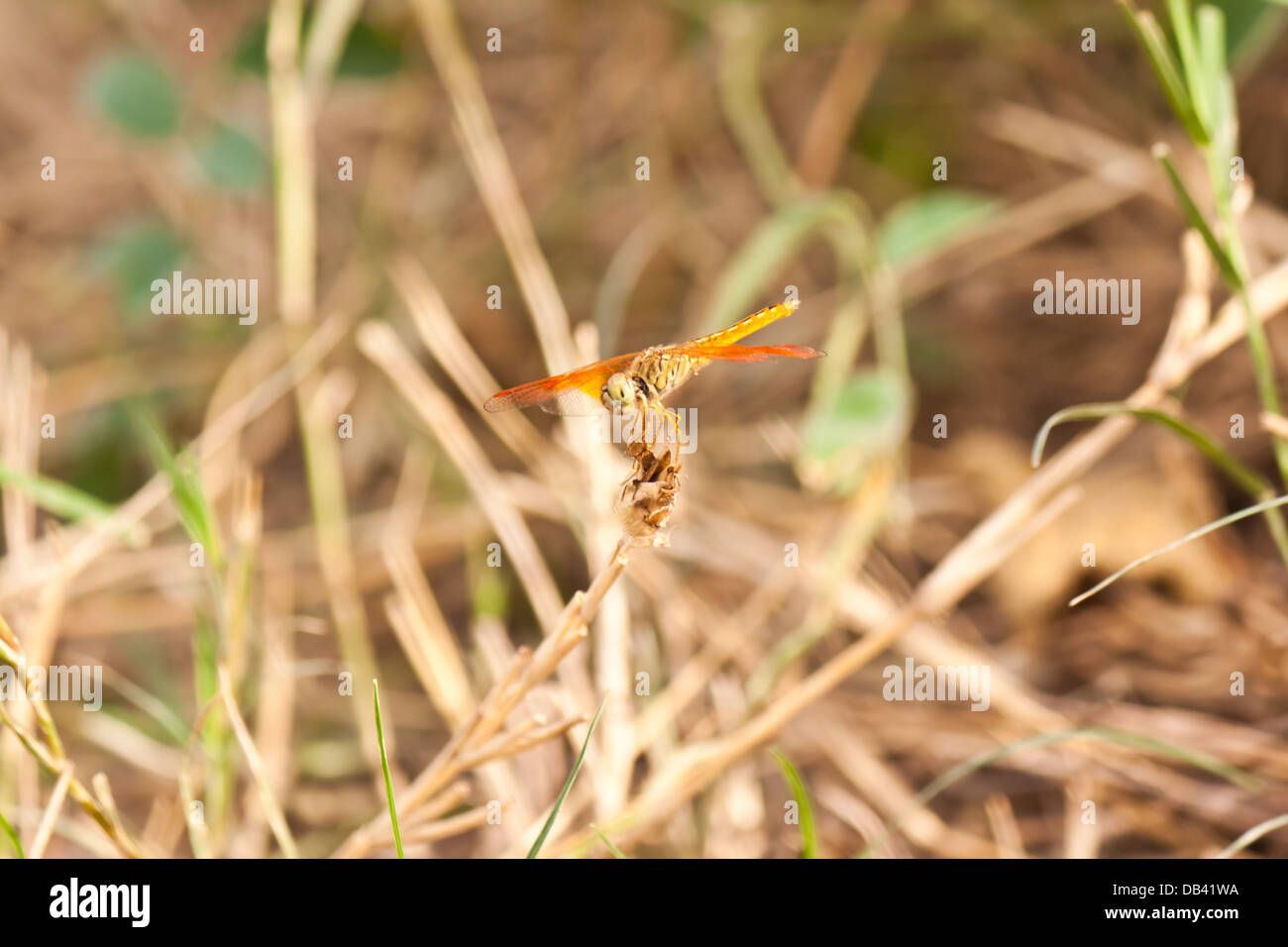 Dragonfly in nature Stock Photo