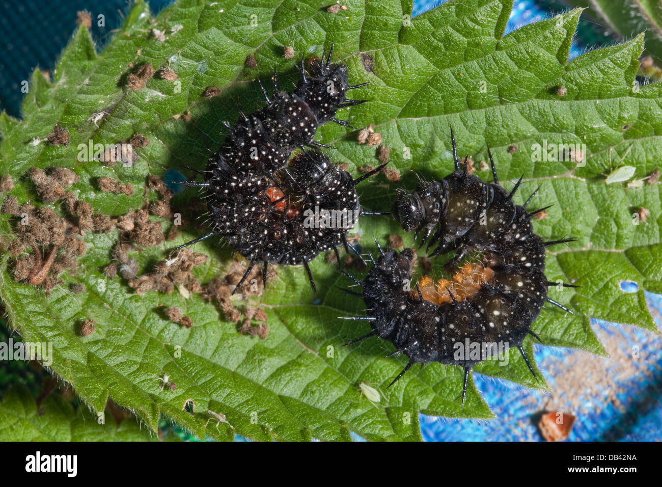 Nettles butterfly hires stock photography and images Alamy