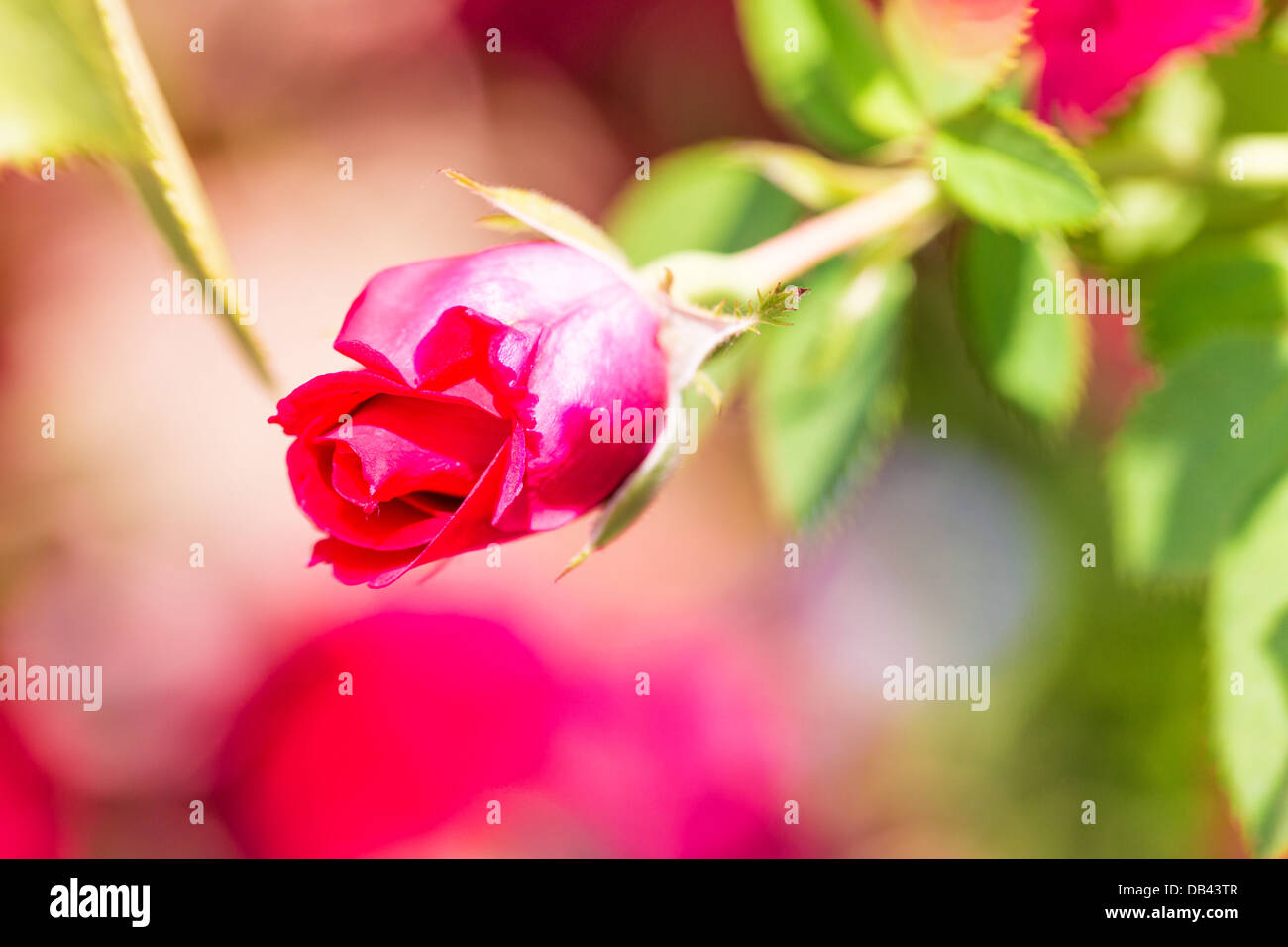 Beautiful scarlet rose in a bud with bright green foliage Stock Photo