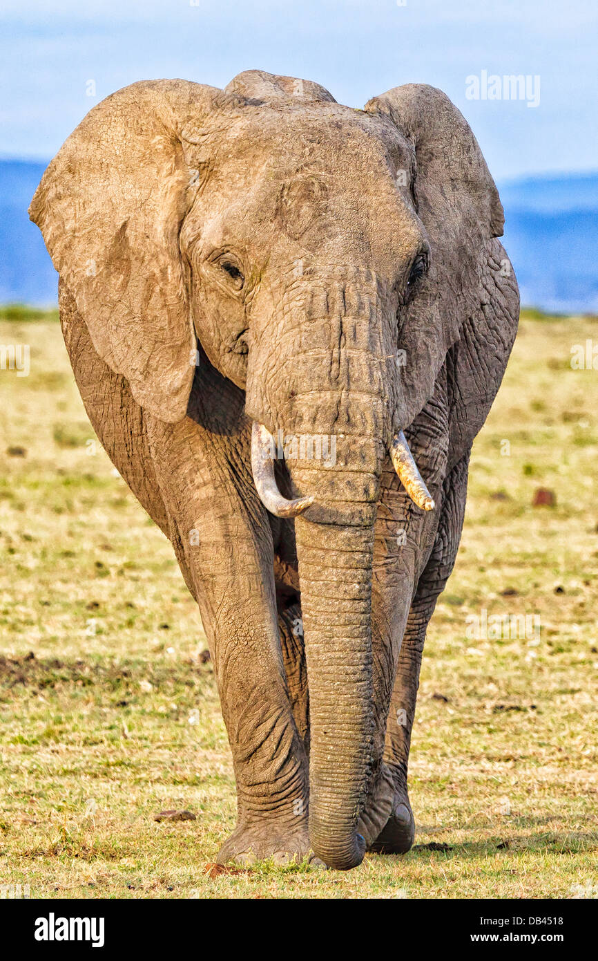 Elephant Matriarch Walking in  the Masai Mara National Park in Kenya, Africa Stock Photo
