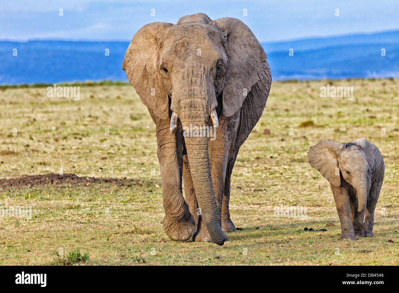 Mother and Baby Elephant walking side-by-side at the Masai Mara Wildlife Reserve, Kenya, Africa Stock Photo