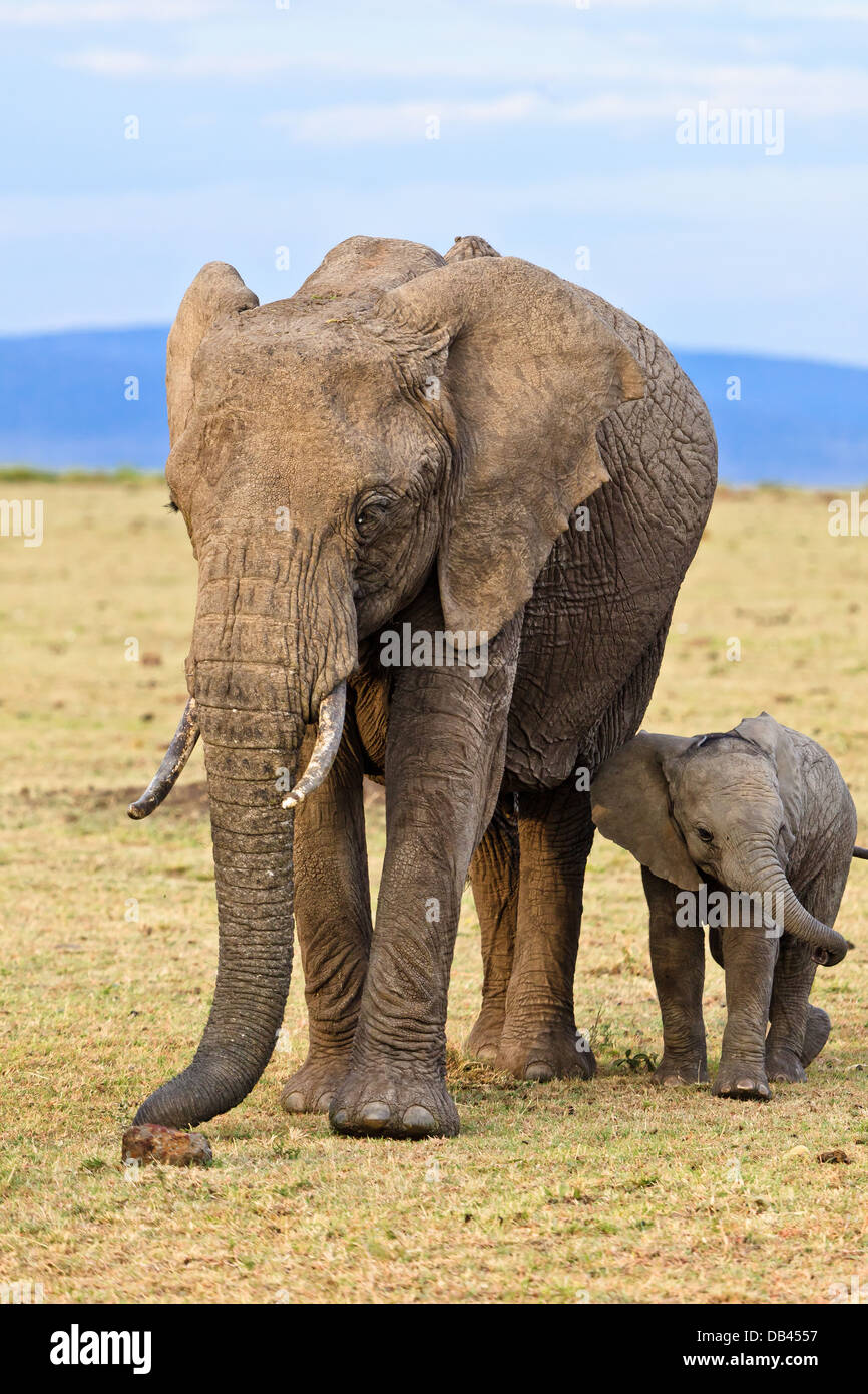 Mother And Baby Elephant Walking Side By Side At The Masai Mara Stock Photo Alamy