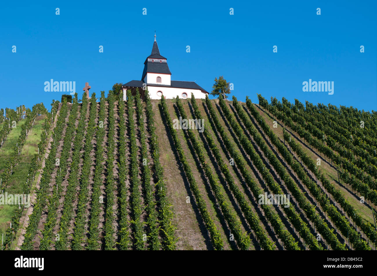 Germany, Rhineland-Palatinate, Mosel valley Leiwen vinyards Stock Photo