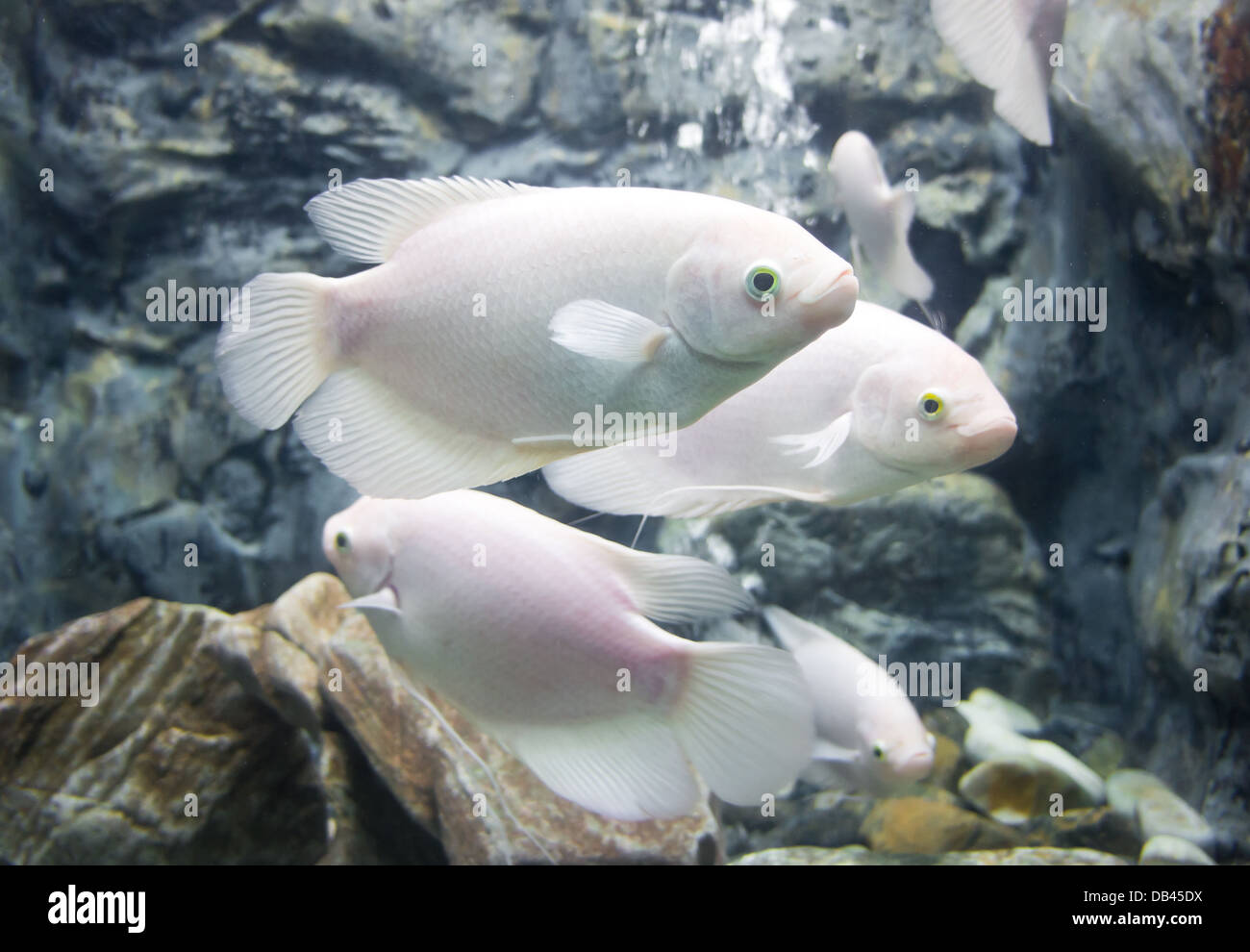 A group of white giant gourami fish in a fish tank. Stock Photo